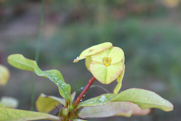 Close up of beautiful yellow Euphorbia milii, the crown of thorns, called Corona de Cristo. Crown of thorn flower. yellow Euphorbia milii flower in the garden, Blooming Euphorbia milii, bunch flowers