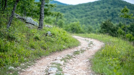 Obraz premium Winding Mountain Trail Through Lush Green Forest