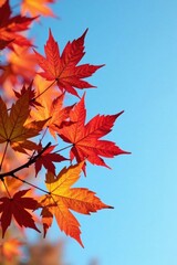 Vibrant Autumn Maple Leaves Against a Clear Sky, Displaying Nature's Seasonal Transformation in Exquisite Detail