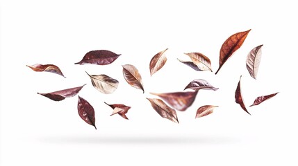 Delicately suspended tea leaves exhibit their detailed shapes and textures against a striking white backdrop, highlighting elegance and clarity.