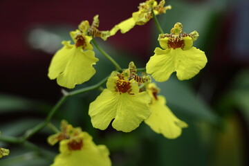 豪華な花