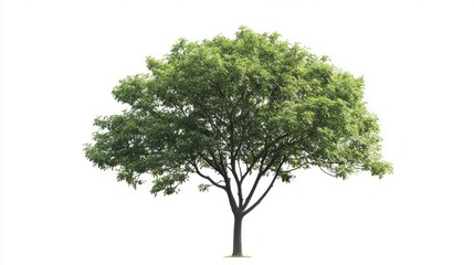 Fototapeta premium Lush green tree isolated on white background, nature design (1)