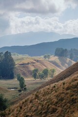 Misty morning light on rolling hills, sheep grazing peacefully. Tranquil rural landscape. , Rotorua, Bay Of Plenty, New Zealand