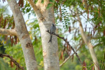 Bird on the Tree