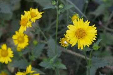 Golden Crownbeard (Also called Golden Crownbeard, Copen Daisy, golden crown beard) in the nature, Golden Crownbeard Flower closeup,Beautiful yellow flower closseup in nature Chakwal, Punjab, Pakistan