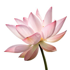 Fototapeta premium pink lotus isolated