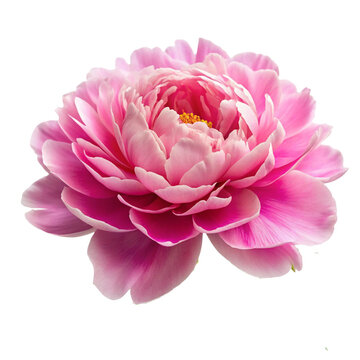 pink poney isolated on white