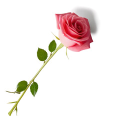 Naklejka premium pink rose isolated on white 