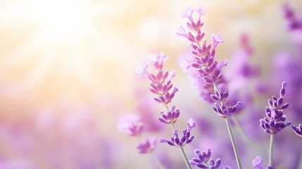 Obraz premium Lavender Blossoms in Sunlight, Field, Soft Focus, Peaceful Background