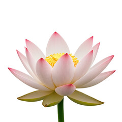 pink lotus flower