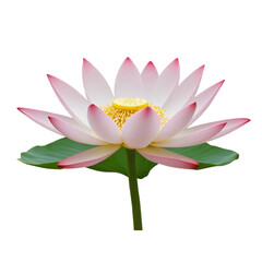 lotus flower isolated on white