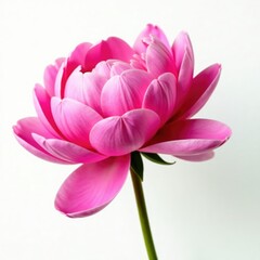 Naklejka premium Isolated large pink peony against simple white background with no distractions, single bloom, minimalism