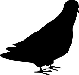Squab Nature Pigeon Black Vector Silhouette on White Background