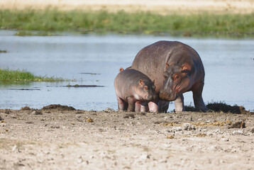 Mother hippopotamus and its baby cuddling each other at water hole at Amboseli National Park, Kenya
