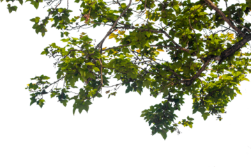 Tropical tree leaves and branch foreground