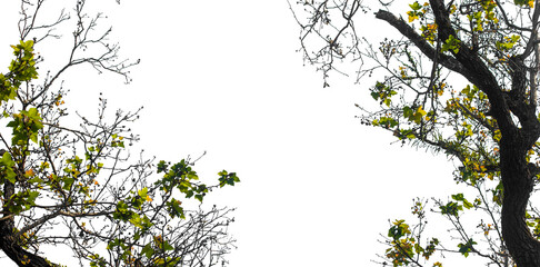 branches of a tree isolated on white