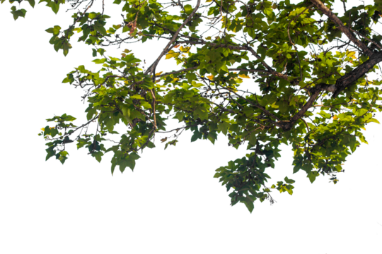 Tropical tree leaves and branch foreground