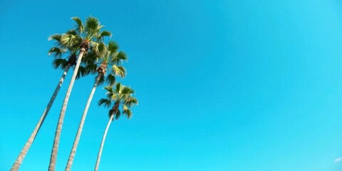 Obraz premium Three Palm Trees Reaching for a Vivid Azure Sky, a Tropical Vista