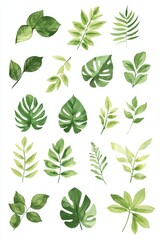 Watercolor tropical leaves collection, white background, design elements