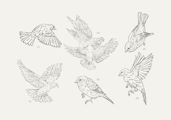 Hand Drawn Bird Collection Graceful White Dove and Playful Sparrow Illustrations