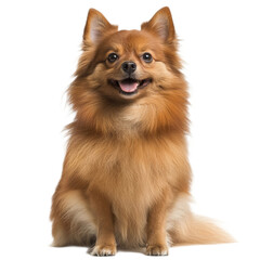 Obraz premium Adorable Pomeranian Dog Sitting, Isolated on White.
