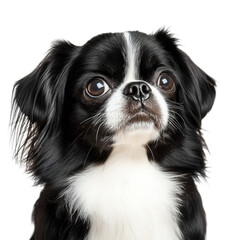 Fototapeta premium Adorable Black and White Japanese Chin Puppy