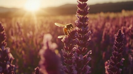 Honeybee on Lavender at Sunrise
