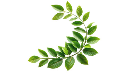 Obraz premium Fresh Green Leaves in a Circular Wreath on PNG Background. A close-up image of a branch with vibrant green leaves arranged in a semicircular wreath set against a clean white backdrop