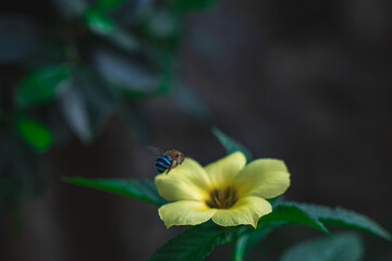 Hibiscus Flower with Pollinating Bee