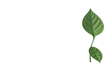Lush Green Leaf Against a PNG/Transparent Background. A single vibrant green leaf with textured veins stands out against a dramatic PNG/Transparent/black backdrop