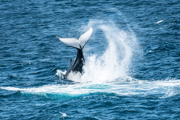 Fluke of a humpback whale Megaptera novaeangliae in beautiful ice blue ocean sea water making white splashes © Val's World