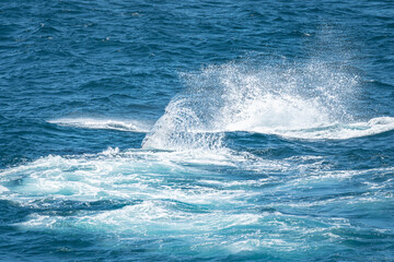 Fototapeta premium Water splashing patterns made by a humpback whale Megaptera novaeangliae in beautiful ice blue ocean sea water
