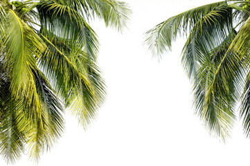 coconut palm leaf isolated for object and retouch design..