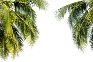 coconut palm leaf isolated for object and retouch design..