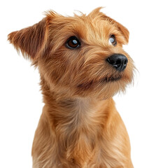 Adorable Brown Puppy Looking Up
