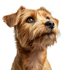 Adorable Brown Puppy Looking Up