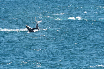 Two humpback whales Megaptera novaeangliae breeching and displaying in beautiful ice blue ocean sea...