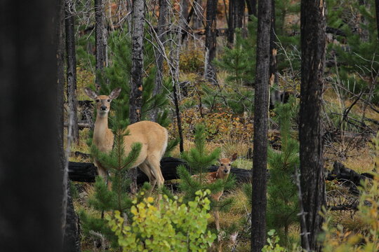 deer in the woods - Powered by Adobe