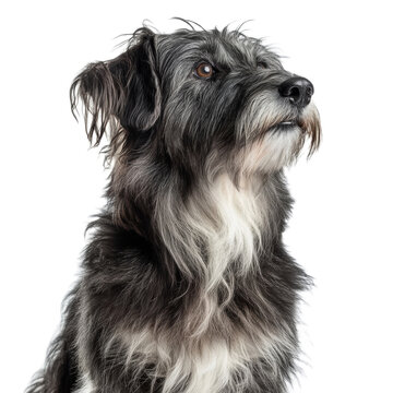 Black and White Fluffy Dog Looking Up