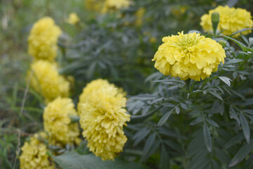 Yellow marigold flower blossom in garden, Yellow Mari Gold flowers for decorate garden, Close up of beautiful Yellow marigold flower. Nature, Marigold flowers bloom in the morning, Marigold