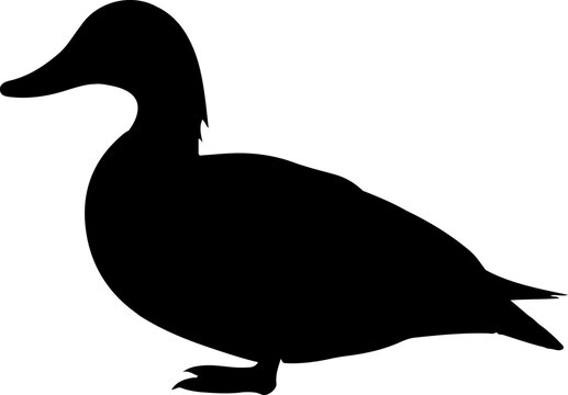 Wild Duck Mallard brid Black Vector Silhouette on White Background