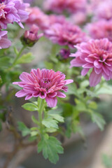 Obraz premium Beautiful Pink red chrysanthemum flowers closeup in the winter garden, Close-up of Chrysanthemum flower, Field of the Pink red Chrysanthemum, Beautiful Pink red flower blooming in nature.