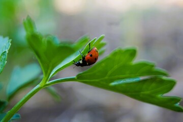 Ladybug crawling on green leaf in garden during sunny afternoon