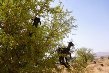 Goats climbing trees in a desert landscape during daylight hours