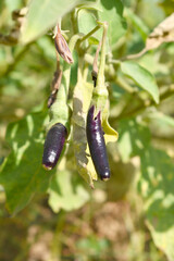 Fresh long purple brinjal (eggplant) hanging on the plant, brinjal in the vegetable field waiting to be picked for consumption. brinjal hanging on the brinjal plant. Fresh vegetable, healthy vegetable