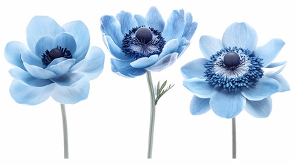 Three light blue anemones, isolated, white background, floral design
