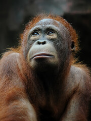 potrait close-up cute baby orangutan. Orangutans are highly intelligent primates native to the rainforests of Borneo and Sumatra © Adi