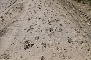 footprint of shoe in sand