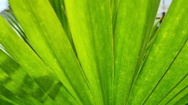 Fresh green leaves of Licuala grandis or the Ruffled Fan Palm in green tropical garden in the morning