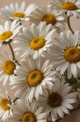 daisies on a white background